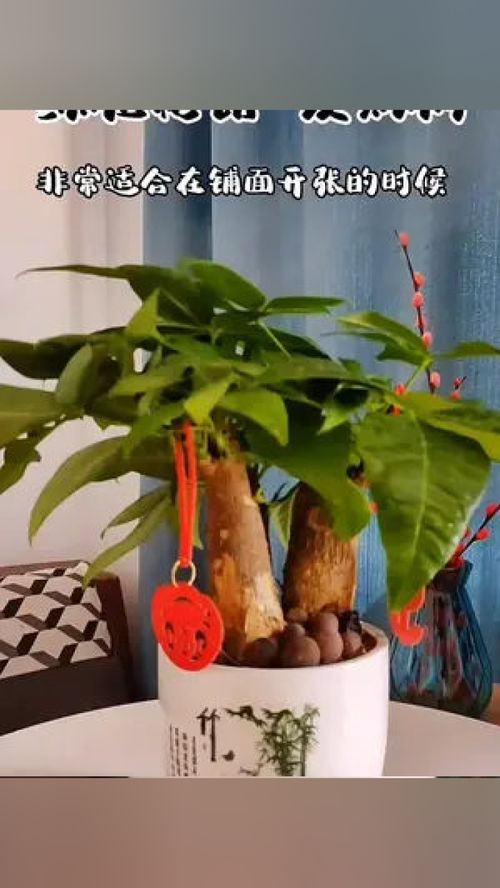 最适合懒人养的绿植挂_懒人 绿植--第1张