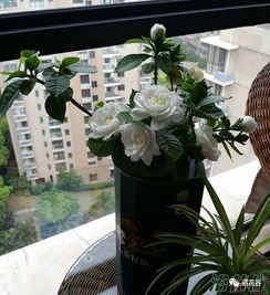 栀子花懒人水培绿植方法_栀子花怎样水培繁殖--第1张
