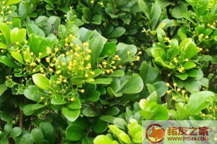 适合广东种植的懒人绿植_适合广东种植的蔬菜有哪些--第1张