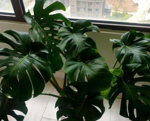 懒人绿植盆栽推荐品种_懒人盆栽适合养哪些花--第1张