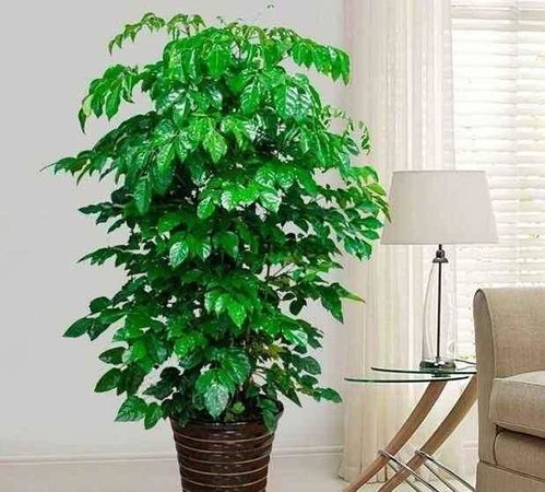 适合家庭种植的懒人绿植_适合懒人养的室内绿植--第1张