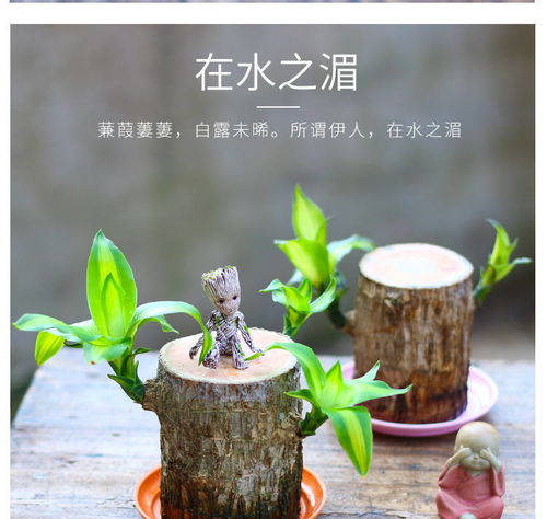 懒人落地绿植图片高清壁纸_懒人盆种花草到底好不好--第1张