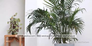 屋内懒人绿植有哪些_懒人室内绿植什么最好养--第1张