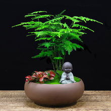 文竹懒人盆绿植推荐品种_文竹用懒人盆要经常换水吗--第1张