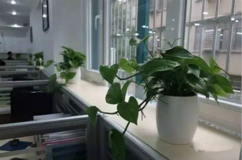办公室懒人养绿植耐冻_适合办公室的绿植冬季--第1张