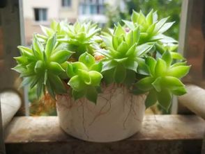 玛丽安绿植懒人盆_玛丽安植物多久浇一次水--第1张