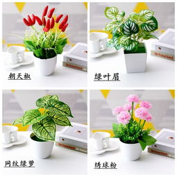 适合懒人养的绿植花瓶_适合懒人养的植物盆栽--第1张