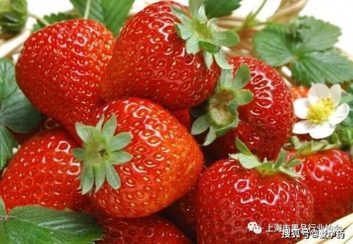 十二星座的金木水火查询表_十二星座各自属性--第1张