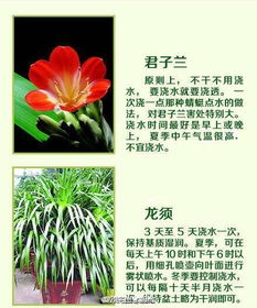 懒人绿植浇水法_懒人浇花方法--第1张