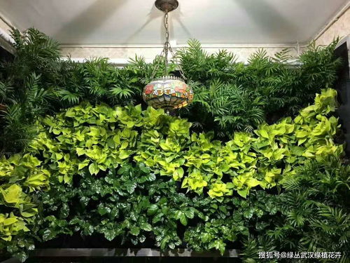 懒人绿植桌面摆放方法_桌面绿植盆栽--第1张