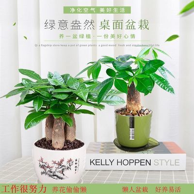 懒人盆绿植文案简短一点_绿植盆栽发朋友圈--第1张