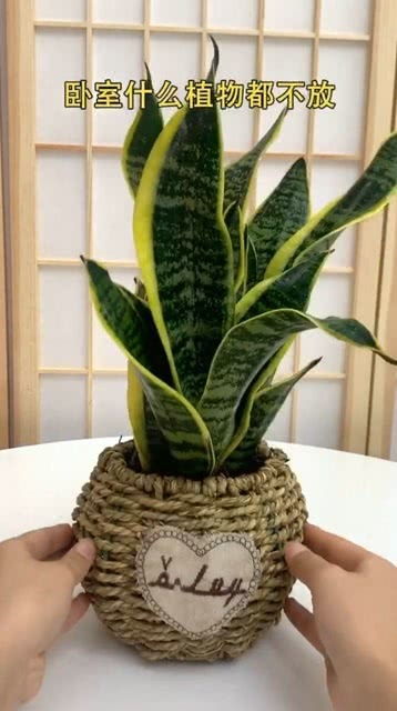 懒人养绿植在卧室里_适合养在卧室绿植--第1张