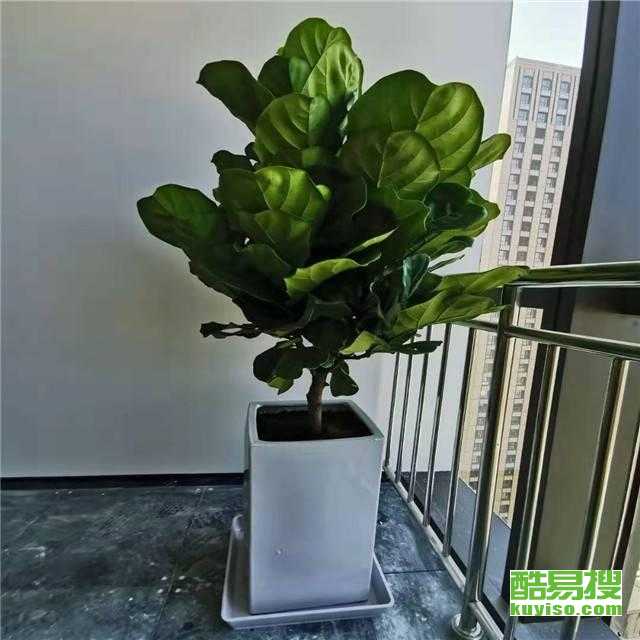 懒人出租屋绿植花卉_室内出租绿植--第1张
