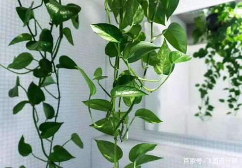 夏季懒人养绿植推荐理由_适合懒人养的绿植--第1张