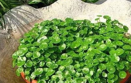 什么绿植合适懒人养殖呢_什么绿植比较好养--第1张