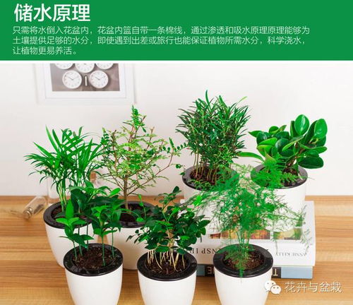 适合懒人的室内高个绿植_适合懒人的室内高个绿植有哪些--第1张