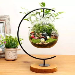 微景观懒人绿植推荐图片_微景观绿植名称--第1张