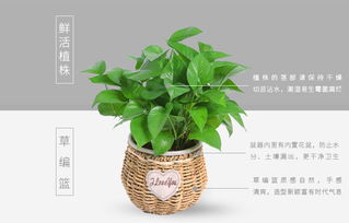 懒人小中型室内绿植盆栽_室内小型绿植盆栽图片--第1张