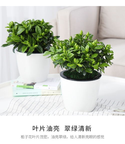 懒人绿植栀子花_栀子花养花指南--第1张