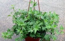 适合懒人养水培的绿植有哪些_懒人水培蔬菜--第1张