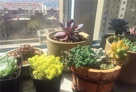 适合懒人养的绿植室外种植_适合懒人养的绿植室外种植方法--第1张
