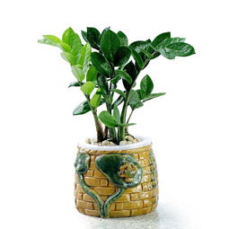 懒人绿植客厅设计图案图片_懒人植物怎么养--第1张