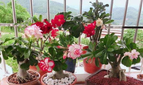 好养懒人绿植图片大全欣赏_好养活的懒人花是哪些--第1张