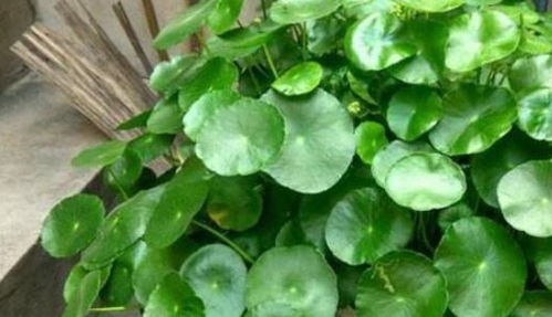 绿植懒人盆栽怎么养活视频_绿植懒人盆栽怎么养活视频教程--第1张
