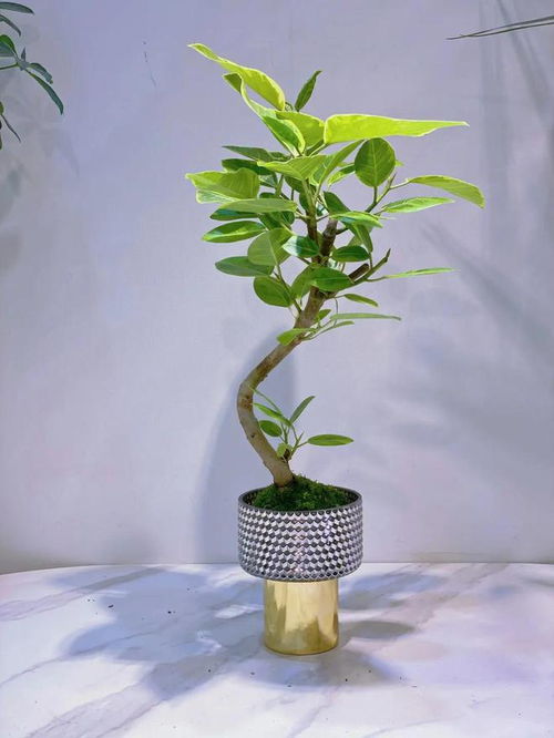 适合懒人的绿植盆栽有哪些_适合懒人养的盆景--第1张