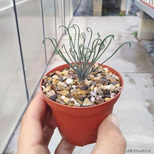 懒人桌面绿植小盆栽_适合懒人花盆的绿植--第1张