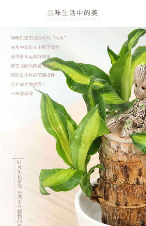 绿植懒人巴西木_巴西木怎样养植--第1张