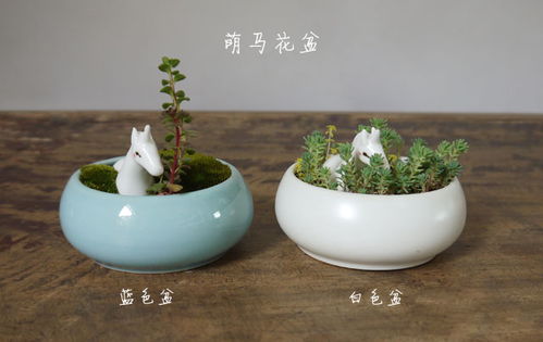 懒人花绿植陶瓷花盆_懒人花盆是什么原理--第1张