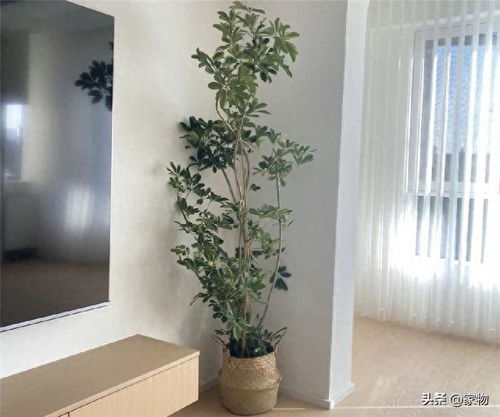 客厅适合懒人养的绿植植物_适合客厅的好养植物--第1张
