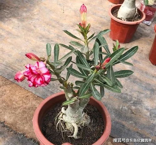 懒人绿植鲜花怎么养的_懒人也能养好花--第1张