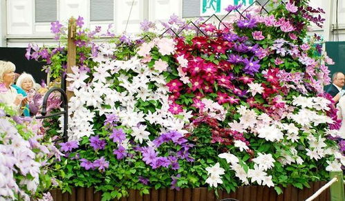 花园绿植懒人搭配图片欣赏_花园花卉怎么搭配--第1张