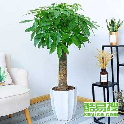 广州懒人绿植盆栽店_广州 绿植--第1张