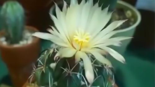 桌面绿植好养活懒人_桌面绿植怎么养--第1张