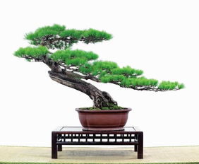 懒人绿植盆景推荐品种图片_懒人盆栽有哪些--第1张