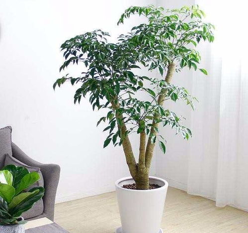 懒人大型绿植推荐_懒人大型盆栽--第1张