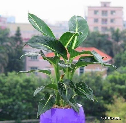 户外懒人绿植推荐图片_适合懒人养的花室外--第1张