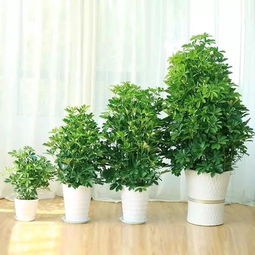 懒人绿植除甲醛_除甲醛净化空气绿植--第1张