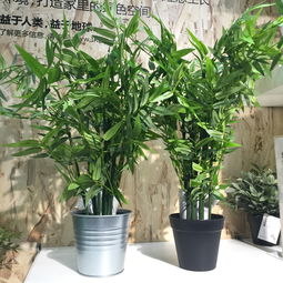 宜家懒人绿植怎么样啊视频_宜家懒人绿植怎么样啊视频播放--第1张