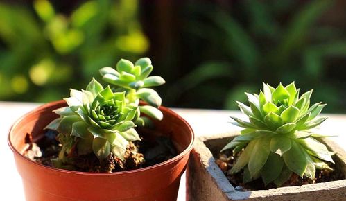 汤屋懒人绿植怎么养_日本汤屋是什么--第1张