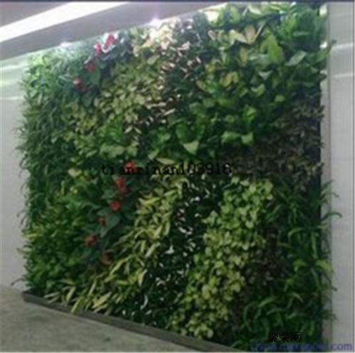 懒人绿植墙造景_懒人绿植墙造景图片--第1张
