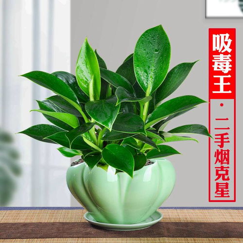 懒人招财绿植_哪些招财植物最好养--第1张