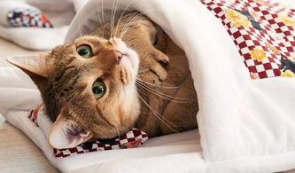 猫咪适合懒人养绿植嘛贴吧_懒人养猫适合养什么品种的--第1张