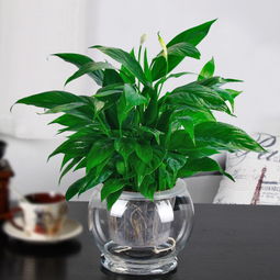 一帆风顺绿植懒人_绿植 一帆风顺--第1张