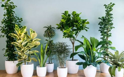 连云港懒人绿植有哪些品种_连云港有什么植物--第1张