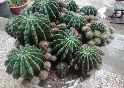 懒人绿植鲜花怎么养好_懒人养花技巧--第1张