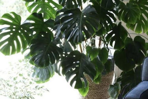 室内懒人绿植天堂鸟_绿植天堂鸟适合在室内养吗--第1张